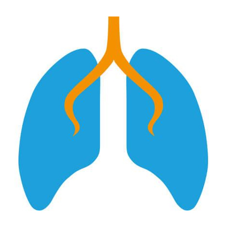 Die Krankheit kann bei den Mukoviszidose-Patienten unterschiedlich verlaufen. Meistens sind die Lunge und die Bauchspeicheldrüse, in anderen Fällen weitere Organe betroffen. 